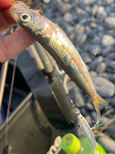 カマスの釣果