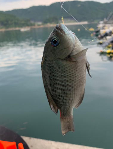 メジナの釣果