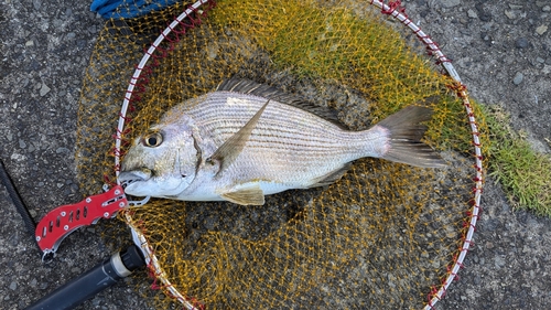 ヘダイの釣果