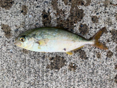 カンパチの釣果