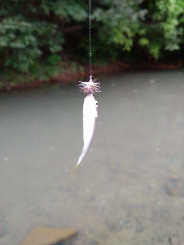 カワムツの釣果