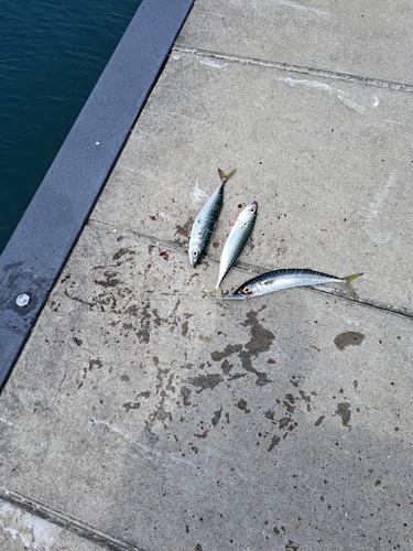 サバの釣果