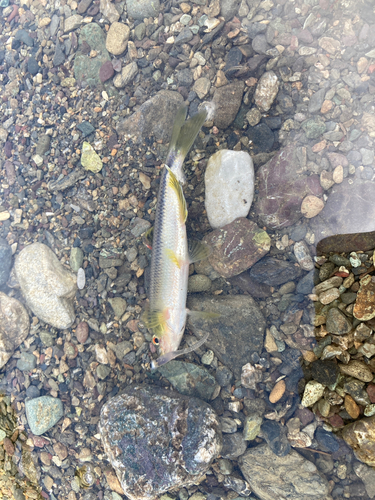 カワムツの釣果