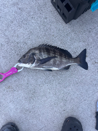 クロダイの釣果