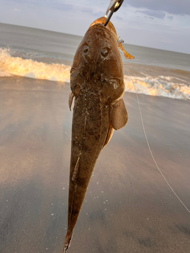 マゴチの釣果