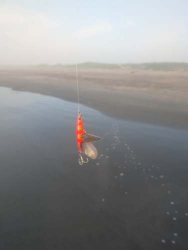 シタビラメの釣果