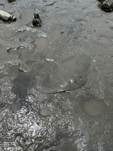 ツバクロエイの釣果