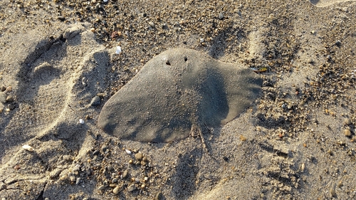 ツバクロエイの釣果