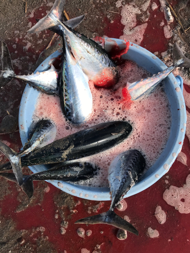 ソウダガツオの釣果