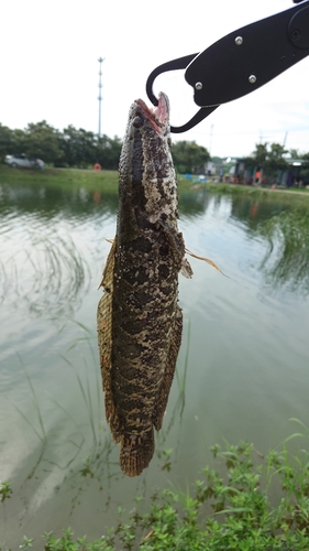 ラージマウスバスの釣果