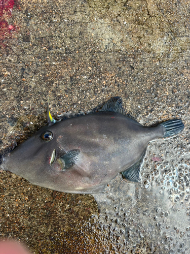 カワハギの釣果