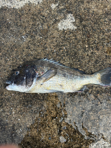 チヌの釣果