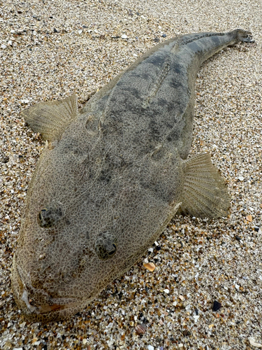 マゴチの釣果