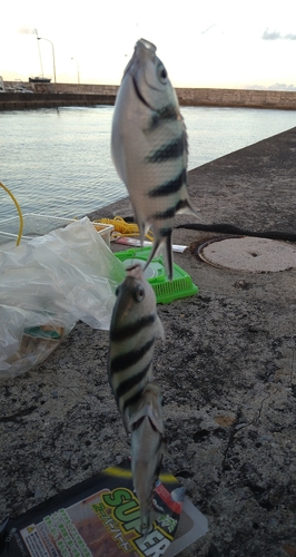 ロクセンスズメダイの釣果