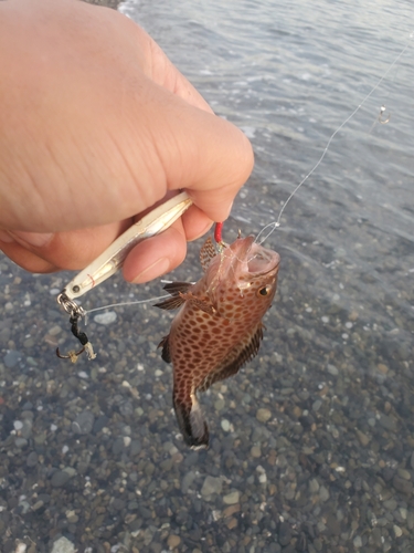 オオモンハタの釣果