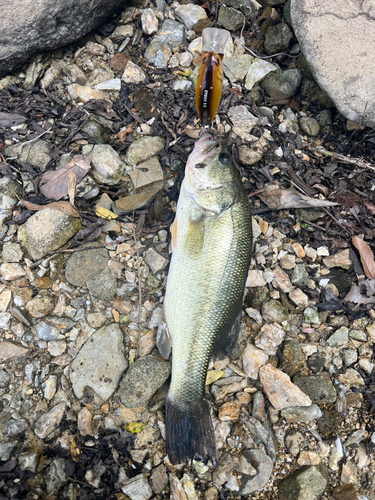 ブラックバスの釣果