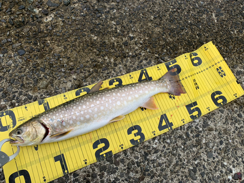 アメマスの釣果