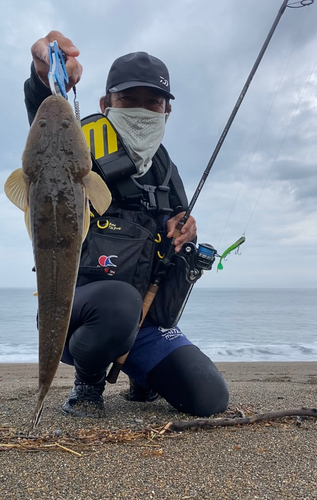 マゴチの釣果