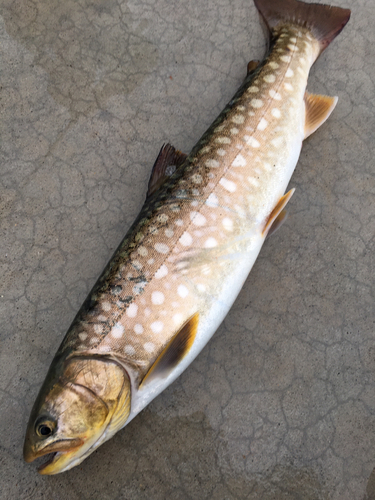 アメマスの釣果