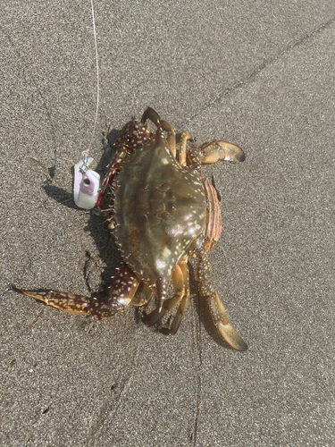 ワタリガニの釣果