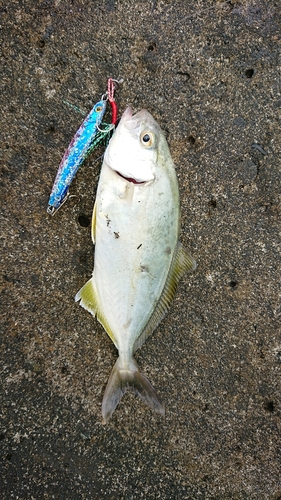 ショゴの釣果