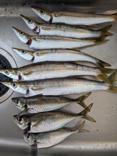 カマスの釣果