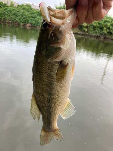 ラージマウスバスの釣果