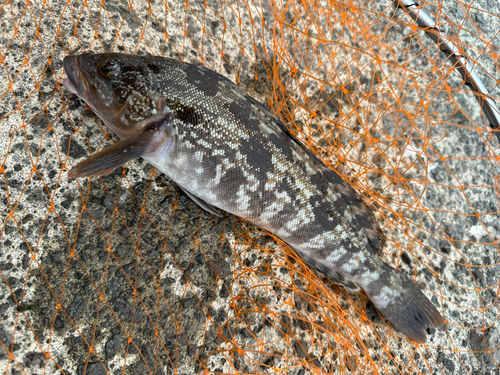 アイナメの釣果