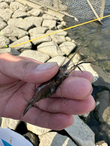 テナガエビの釣果