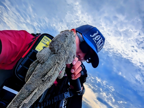 マゴチの釣果