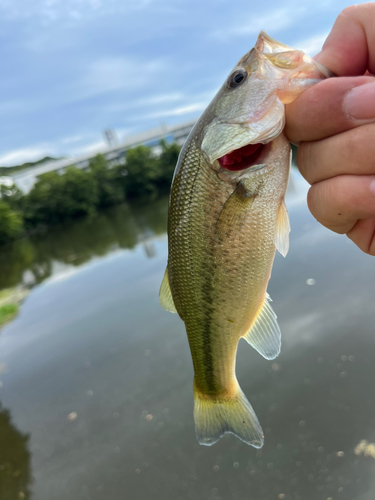 ラージマウスバスの釣果