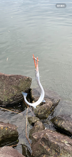 ダツの釣果