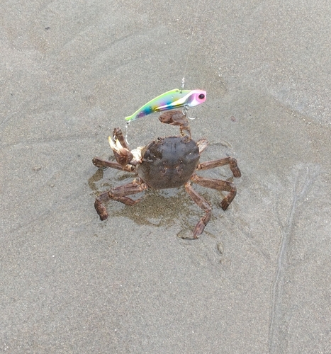 カニの釣果