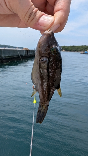 キタマクラの釣果