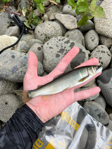 アユの釣果