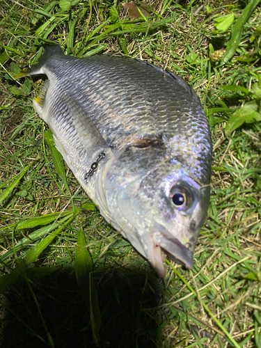 キビレの釣果