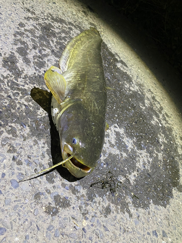 ナマズの釣果