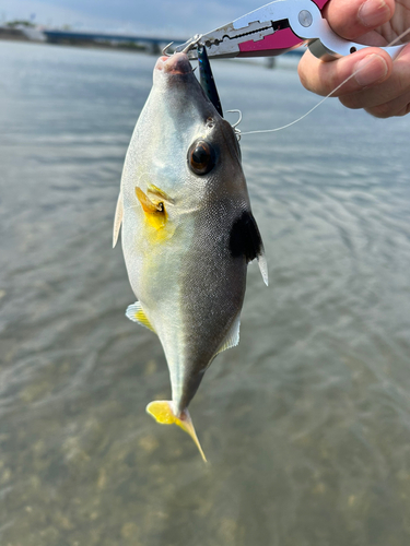 ギマの釣果