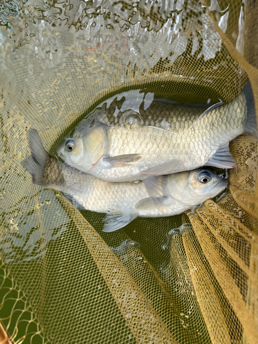 ヘラブナの釣果