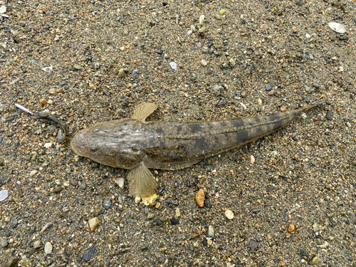 マゴチの釣果