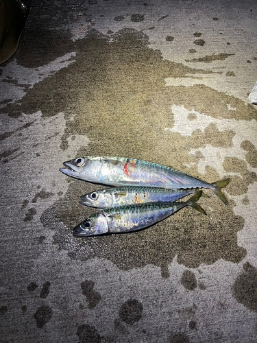 サバの釣果