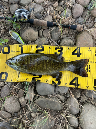 スモールマウスバスの釣果