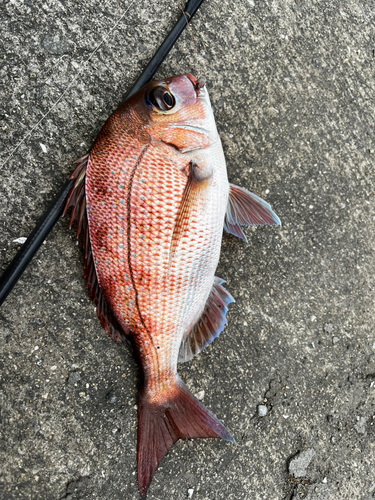 タイの釣果