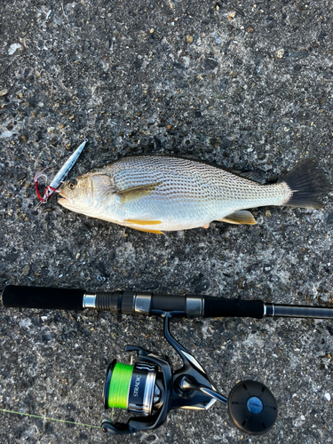 イシモチの釣果