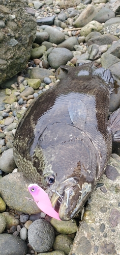 タイの釣果