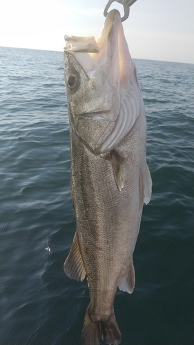 セイゴ（マルスズキ）の釣果