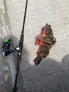 オニカサゴの釣果