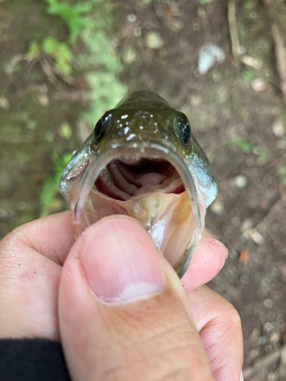 ブラックバス