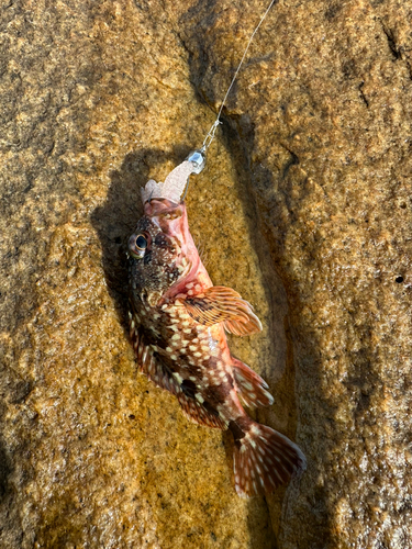 アラカブの釣果