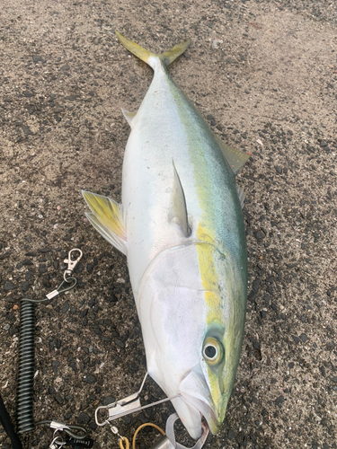 メジロの釣果